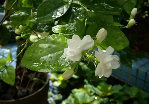 茉莉花的功效及食用方法 茉莉花的功效及食用方法