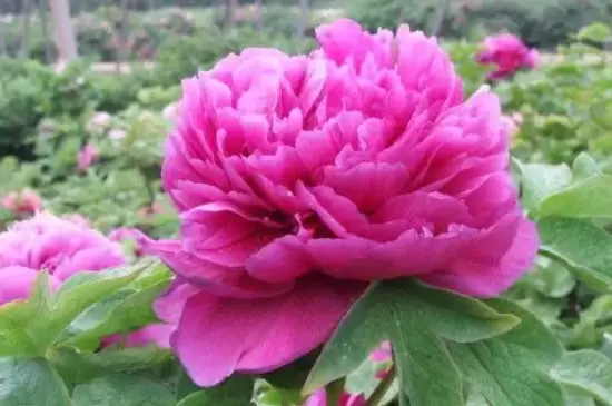 耐寒的室内花卉有哪些 耐寒的室内花卉有哪些