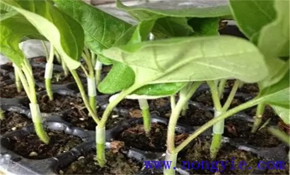 茄子的嫁接育苗技术 茄子的嫁接育苗技术