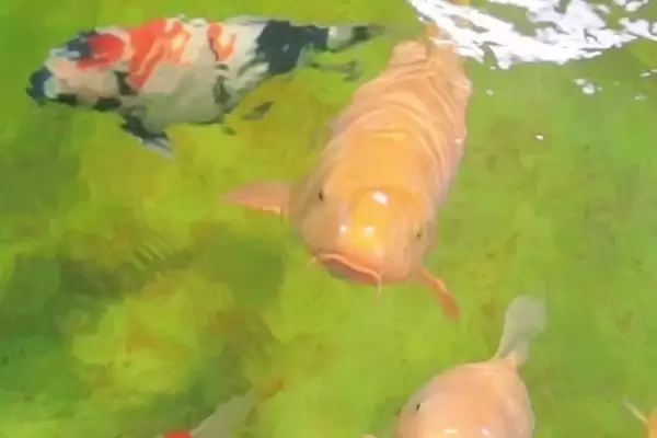 鲤鱼蹭缸的治疗方法,需要先换水 鲤鱼蹭缸的治疗方法,需要先换水