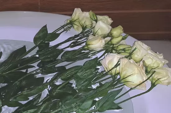鲜花买回来后如何醒花 鲜花买回来后如何醒花