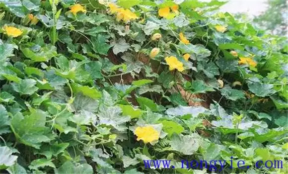 西葫芦种植季节 西葫芦种植季节