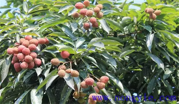 荔枝大小年结果的原因 荔枝大小年结果的原因