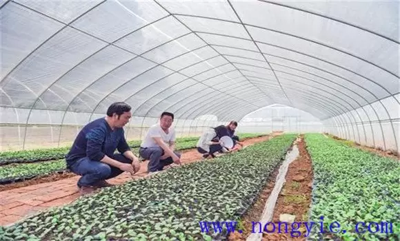蜜本南瓜栽培技术要点与步骤