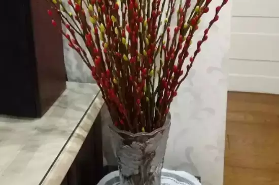 银柳有毒吗,能放在卧室里吗 银柳有毒吗,能放在卧室里吗