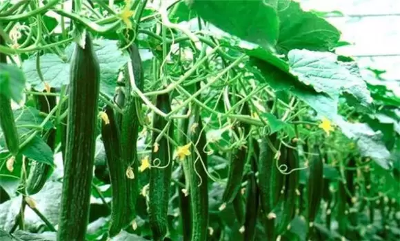 黄瓜栽培管理技术要点