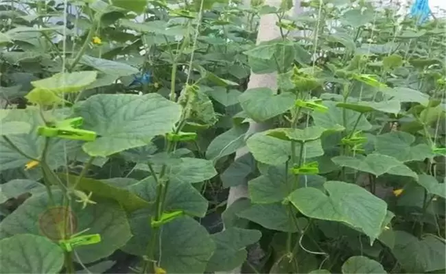 黄瓜只长秧不结瓜、只开花不结瓜是什么原因? 黄瓜只长秧不结瓜、只开花不结瓜是什么原因?