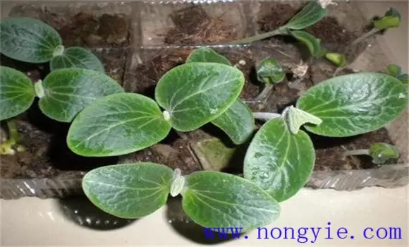 阳台种植南瓜的方法 阳台种植南瓜的方法