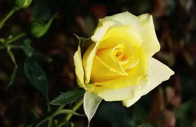 黄玫瑰花语是什么? 黄玫瑰花语是什么?