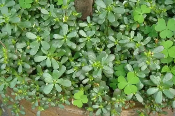 野菜的种植前景怎样,常见野菜的种植效益 野菜的种植前景怎样,常见野菜的种植效益