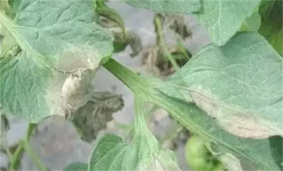 西红柿晚疫病发病原因 西红柿晚疫病发病原因