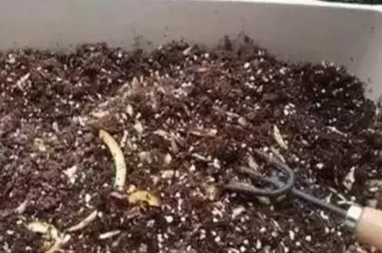 香蕉皮是属于氮肥还是钾肥 香蕉皮是属于氮肥还是钾肥