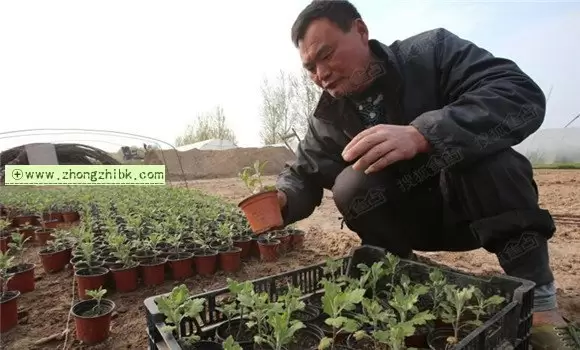 菊花的繁殖方式与方法介绍 菊花的繁殖方式与方法介绍