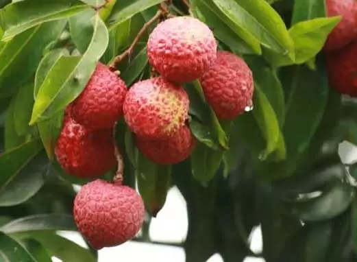 荔枝种植园建设要求 荔枝种植园建设要求