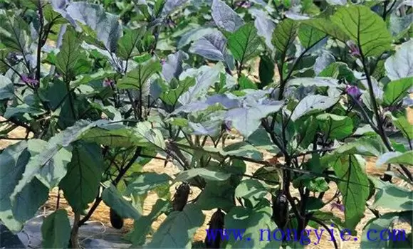 茄子双干整枝方法简介 茄子双干整枝方法简介