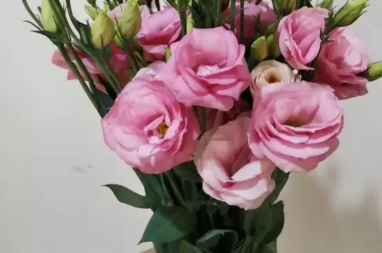 醒花和正常水养有什么区别 醒花和正常水养有什么区别