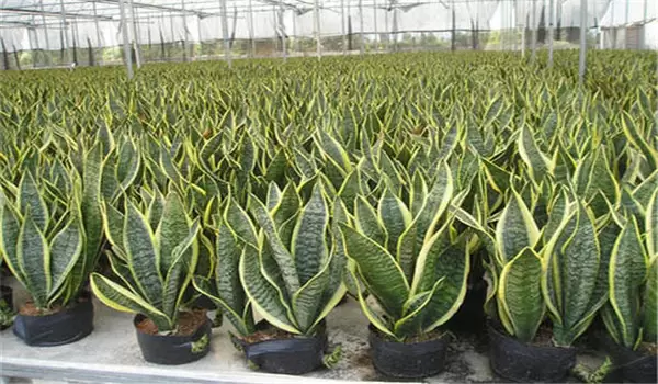 虎皮兰多久浇一次水?虎皮兰盆栽关键技术 虎皮兰多久浇一次水?虎皮兰盆栽关键技术