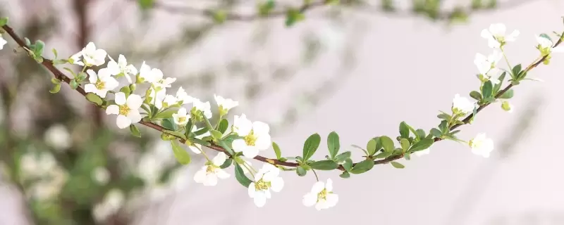 雪柳干枝为什么能开花 雪柳干枝为什么能开花