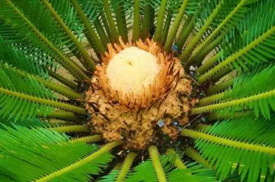 裸子植物的特点 裸子植物的特点