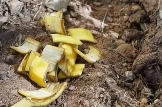 香蕉皮是属于氮肥还是钾肥 香蕉皮是属于氮肥还是钾肥