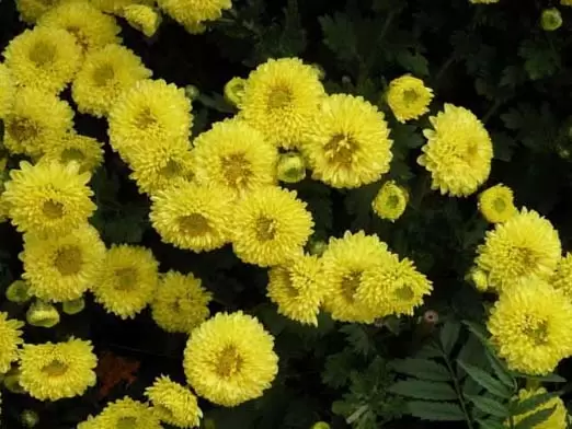 菊花的栽培技术 菊花的栽培技术