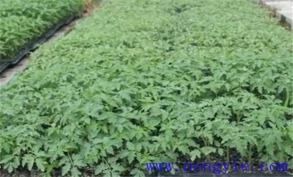越冬番茄什么时间育苗 越冬番茄什么时间育苗