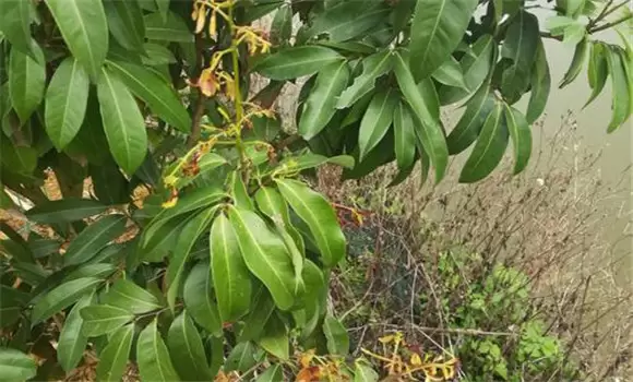 荔枝炭疽病的症状特征、防治方法及其发病规律 荔枝炭疽病的症状特征、防治方法及其发病规律