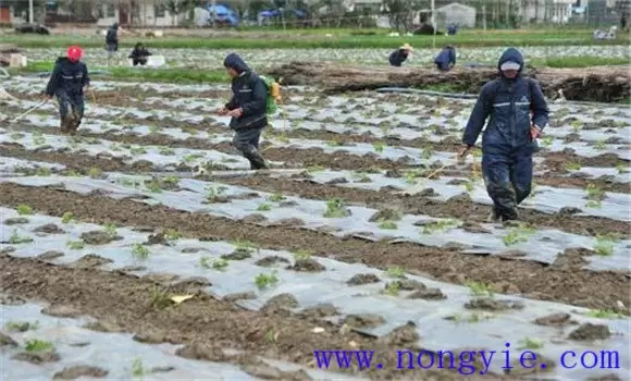苦瓜种植管理技术与主要步骤 苦瓜种植管理技术与主要步骤