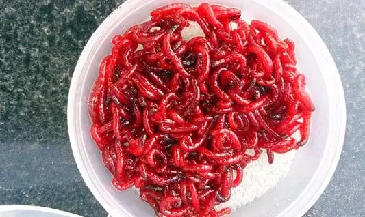 鱼虫怎么养 鱼虫怎么养