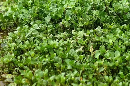 西洋菜种植时间和方法 西洋菜种植时间和方法
