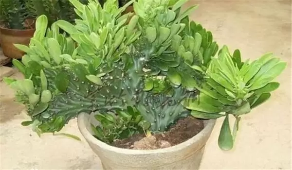 麒麟掌怎么养