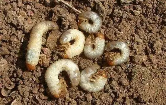 茄子病虫害防治:茄子绵疫病、褐纹病、地老虎 茄子病虫害防治:茄子绵疫病、褐纹病、地老虎