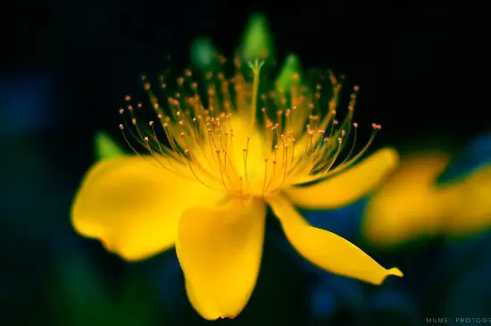 花芯和花蕊的区别 花芯和花蕊的区别