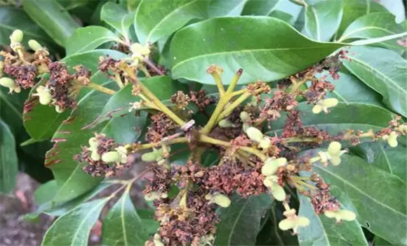 荔枝干腐病怎样治 荔枝干腐病怎样治