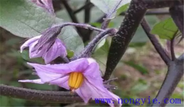 越冬茬茄子落花落果的原因及防治方法 越冬茬茄子落花落果的原因及防治方法