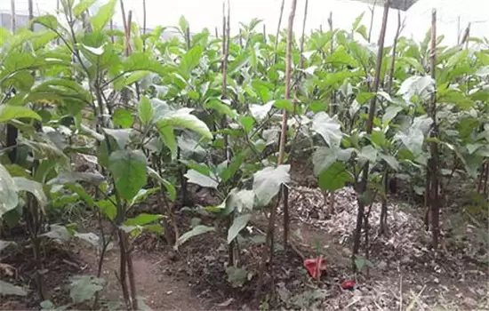 茄子种植时间和方法:如何育苗、定植等 茄子种植时间和方法:如何育苗、定植等