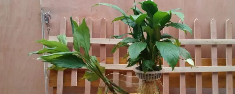 鲜花水里放什么可以延长花期 鲜花水里放什么可以延长花期