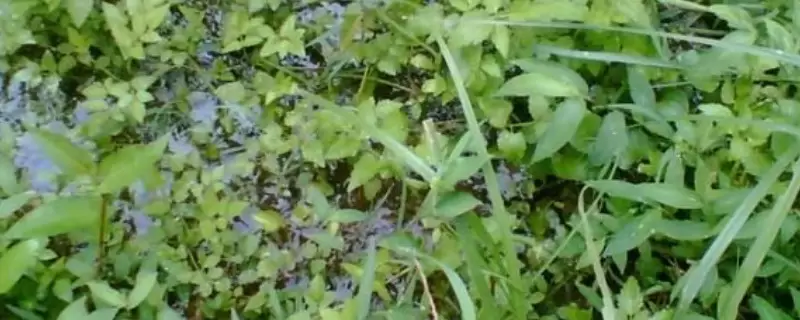 荠菜种子需要浸泡后再种植吗 荠菜种子需要浸泡后再种植吗