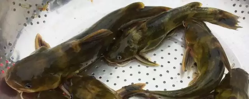 黄骨鱼养殖风险大吗,没有技术的前提下风险会比较大 黄骨鱼养殖风险大吗,没有技术的前提下风险会比较大