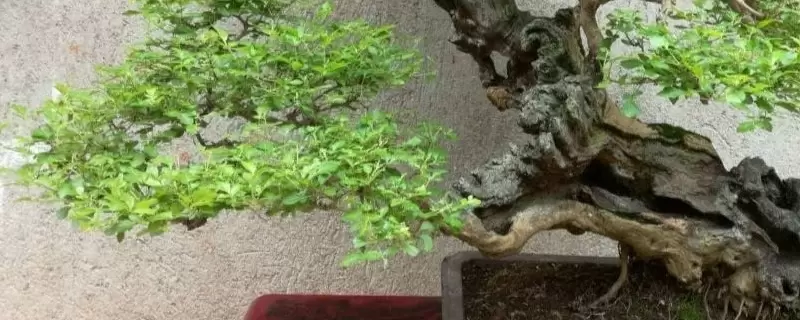 黄荆怎样过冬才能不落叶 黄荆怎样过冬才能不落叶