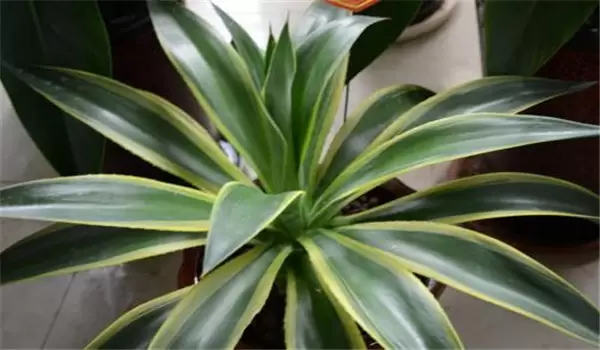 龙舌兰花的养殖方法 龙舌兰花的养殖方法