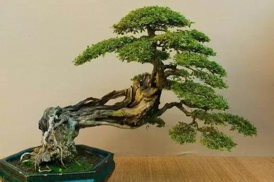 黄荆怎样过冬才能不落叶 黄荆怎样过冬才能不落叶