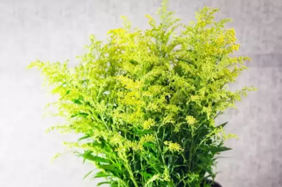 黄莺花插水里怎么养 黄莺花插水里怎么养
