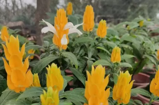 黄金塔花一年开几次花 黄金塔花一年开几次花
