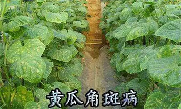 黄瓜角斑病防治技术 黄瓜角斑病防治技术