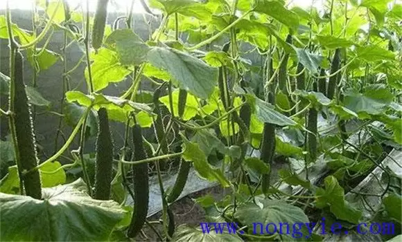 黄瓜苦是什么原因造成的 黄瓜苦是什么原因造成的