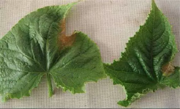 黄瓜蔓枯病的防治对策 黄瓜蔓枯病的防治对策