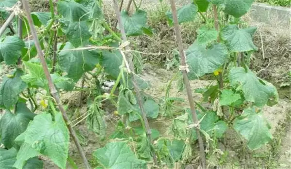 黄瓜蔓枯病用什么药 黄瓜蔓枯病用什么药