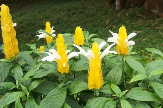 黄金塔花一年开几次花 黄金塔花一年开几次花