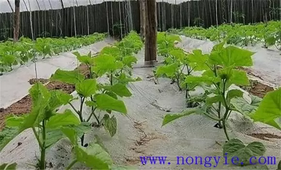 黄瓜苗什么时候育苗好 黄瓜苗什么时候育苗好